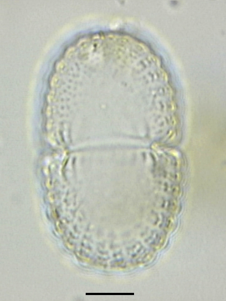 Cosmarium speciosum